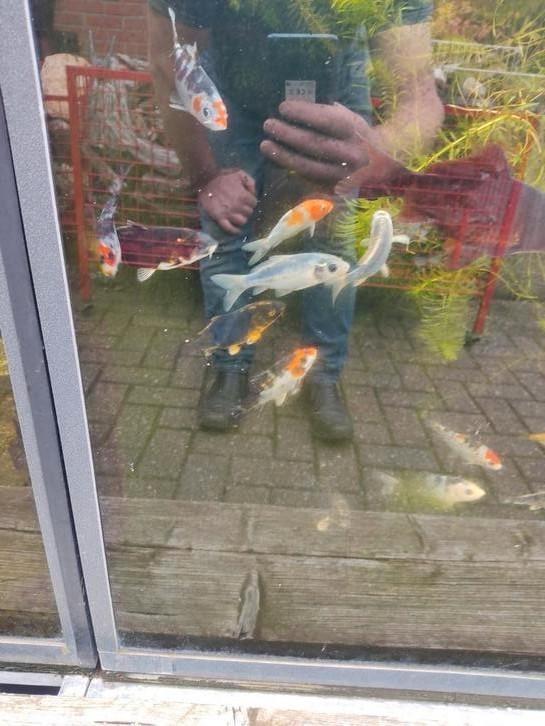 De laatste koi karpers van dit jaar voor 8 euro per stuk, Dieren en Toebehoren, Vissen | Vijvervissen, Karper of Koi