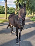 Knappe betrouwbare recreatie merrie te koop, L, 11 jaar of ouder, Merrie, Gechipt
