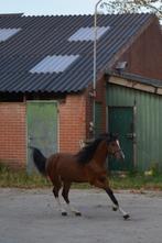 B-pony, 1,5 jaar oud, Dieren en Toebehoren, Pony's, Merrie, Gechipt, 0 tot 2 jaar, B pony (1.17m tot 1.27m)
