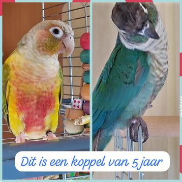 2 pyrrhura koppels en 2 jongen beschikbaar voor biedingen