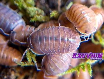 Cubaris sp. Salmon (Martinique) isopods / pissebedden beschikbaar voor biedingen