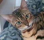 2 lieve aanhankelijke Bengaal poezen mooie patronen glitter, Dieren en Toebehoren, Poes, Gechipt, 3 tot 5 jaar