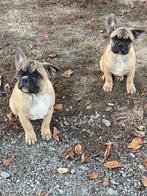 Franse bulldogs, Dieren en Toebehoren, Honden | Bulldogs, Pinschers en Molossers, Particulier, 15 weken tot 1 jaar, Reu, Buitenland