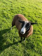 Dek ram, Dieren en Toebehoren, Schapen, Geiten en Varkens, Mannelijk, Schaap