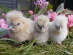Usa zijdehoen kuikentjes, Dieren en Toebehoren, Pluimvee, Geslacht onbekend, Kip