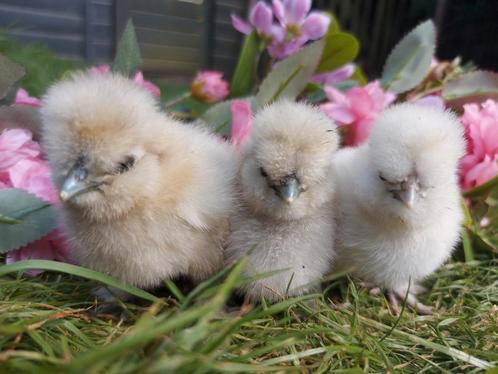 Usa zijdehoen kuikentjes, Dieren en Toebehoren, Pluimvee, Kip, Geslacht onbekend