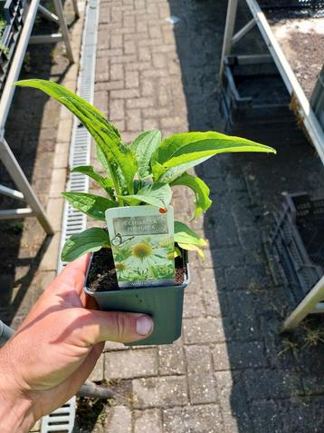 Zonnehoed - echinacea beschikbaar voor biedingen