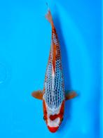 VHQ Tateshita Asagi 25-30cm Wada Japanse koi, Dieren en Toebehoren, Karper of Koi