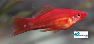 Zwaarddrager "Red" beschikbaar voor biedingen