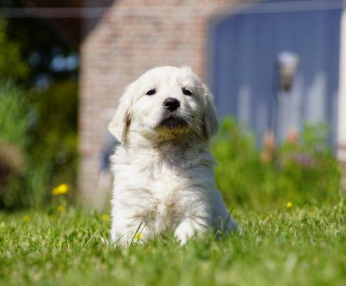 Lieve Friese Stabij x Golden Retriever pups uit stamboomlijn, Dieren en Toebehoren, Honden | Retrievers, Spaniëls en Waterhonden