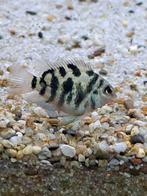 Polar bleu parrot, Vis