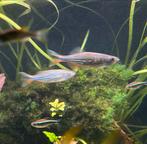 2x reuze Danio, Dieren en Toebehoren, Vissen | Aquariumvissen, Vis