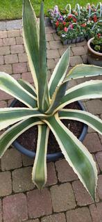 Prachtige Bonte Agave Americana Variegata, Ophalen, Bloeit niet, Overige soorten, Volle zon