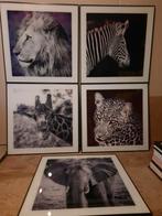 Set van 5 ingelijste dierenfoto's GLAS, Minder dan 50 cm, Oorspronkelijke maker, Ophalen of Verzenden, Zo goed als nieuw