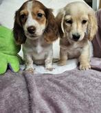 Langhaar dwerg teckel langharige  dwergteckel pups, 8 tot 15 weken, Dwerg, Langhaar, Meerdere