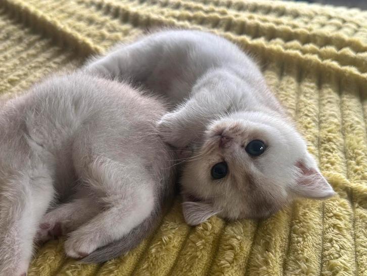 Britse korthaar kittens nog 1 te koop!!, Dieren en Toebehoren, Katten en Kittens | Raskatten | Korthaar, Meerdere dieren, 0 tot 2 jaar