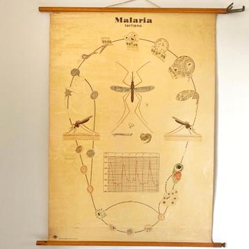 Schoolplaat Malaria beschikbaar voor biedingen