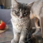 Ragdoll Abessijn kittens mogen weg, Dieren en Toebehoren, Ontwormd, Poes