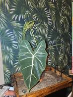 Alocasia Frydek, Ophalen of Verzenden, Overige soorten, Minder dan 100 cm