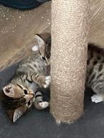 Siberische/bkh. Kater €200, Meerdere dieren, 0 tot 2 jaar