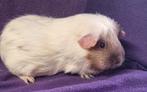 Zeugjes en Beertjes, Dieren en Toebehoren, Knaagdieren, Cavia, Mei, Meerdere dieren, Tam