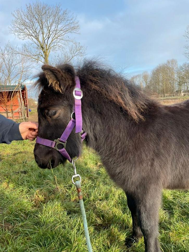 B pony veulen zwart , kinderpony, Dieren en Toebehoren, Pony's, Hengst, Niet van toepassing, B pony (1.17m tot 1.27m), 0 tot 2 jaar