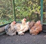 4 Fantastische Cochin kriel hennen cochins krulveer porsele, Dieren en Toebehoren, Pluimvee, Vrouwelijk, Kip