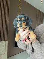 Mini teckel pups, Dieren en Toebehoren, Honden | Teckels en Dashonden, Korthaar, Dwerg, Meerdere, Meerdere dieren