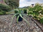 Prachtige Aloë Vera plant, Tuin en Terras, Planten | Bomen, Overige soorten, Minder dan 100 cm, Ophalen, Volle zon