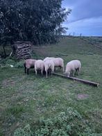 Ooien, Dieren en Toebehoren, Schapen, Geiten en Varkens, Vrouwelijk, Schaap
