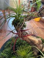 Capitata Peach, Ophalen of Verzenden, Overige soorten, Minder dan 100 cm