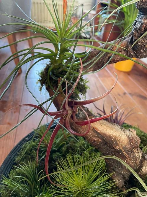 Capitata Peach, Huis en Inrichting, Kamerplanten, Overige soorten, Minder dan 100 cm, Ophalen of Verzenden