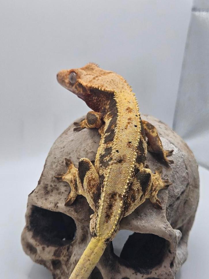 Wimpergekko- crested gecko