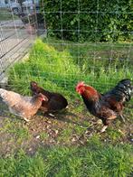 Div Dubbel gezoomde Barnevelders en Orpingtons groot soort, Dieren en Toebehoren, Pluimvee, Meerdere dieren, Kip
