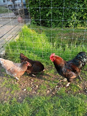 Div Dubbel gezoomde Barnevelders en Orpingtons groot soort beschikbaar voor biedingen