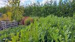 Prunus haag stunt vanaf €1.50, Tickets en Kaartjes