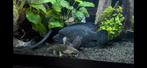 Synodontis 20cm - SPOED!, Vis, Zoetwatervis