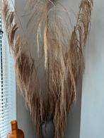 Pampas uit zuid amerika, Huis en Inrichting, Woonaccessoires | Droogbloemen, Ophalen of Verzenden, Zo goed als nieuw