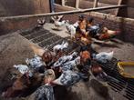 Jonge hanen, Dieren en Toebehoren, Pluimvee, Mannelijk, Kip