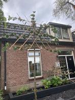 Leilinde te koop, Leiboom, Ophalen of Verzenden, 250 tot 400 cm, Zomer