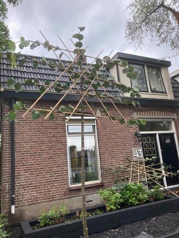 Leilinde , Leiamberbomen,leibeuk, leisierpeer enzv te koop beschikbaar voor biedingen