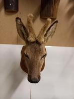 Hertenkop, Ophalen of Verzenden, Zo goed als nieuw, Hert, Gewei of Kop