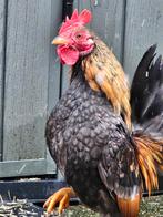 Kriel haantje , geboren afgelopen winter., Dieren en Toebehoren, Mannelijk, Kip