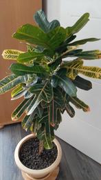 Grote Croton kamerplant (120 cm) incl. pot, Ophalen, 100 tot 150 cm, Overige soorten, In pot