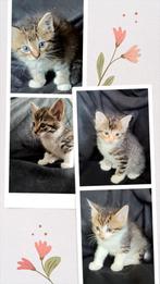 4 Half Maine Coon/Siamees poesjes, Poes