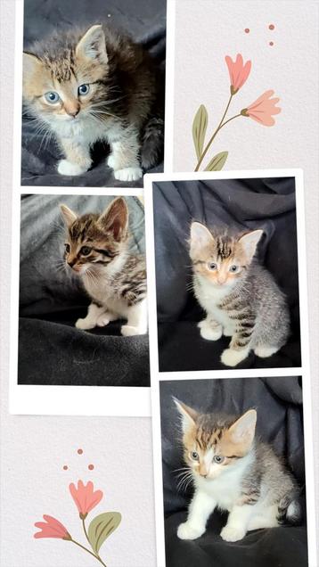 4 Half Maine Coon/Siamees poesjes beschikbaar voor biedingen