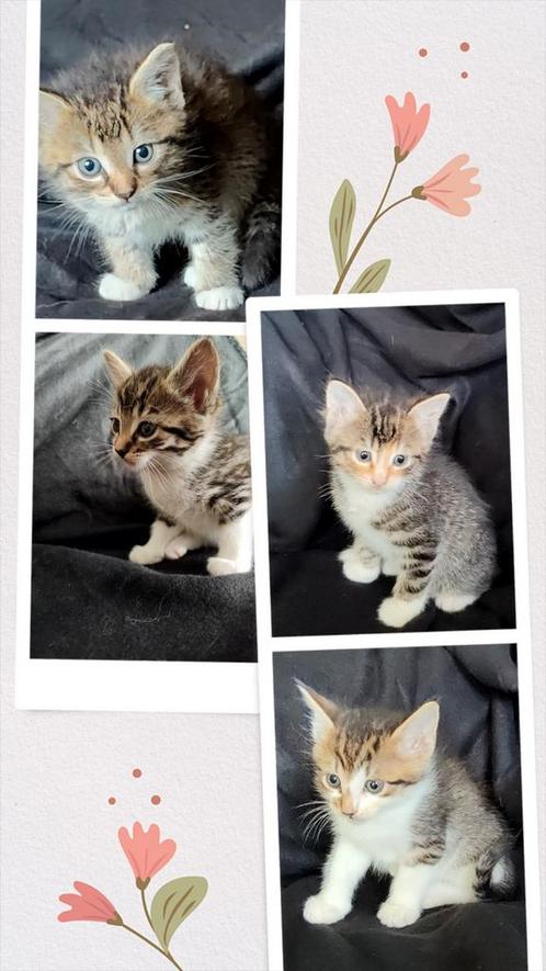 4 Half Maine Coon/Siamees poesjes, Dieren en Toebehoren, Katten en Kittens | Raskatten | Langhaar, Poes
