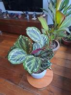 Calthea plant met stenen pot, Ophalen, Halfschaduw, Minder dan 100 cm