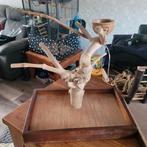 Vogel speelboom  en nacht kleed., Mannelijk