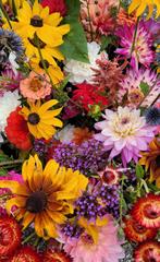 Zaden van prachtige (pluk)bloemen, Ophalen of Verzenden, Volle zon